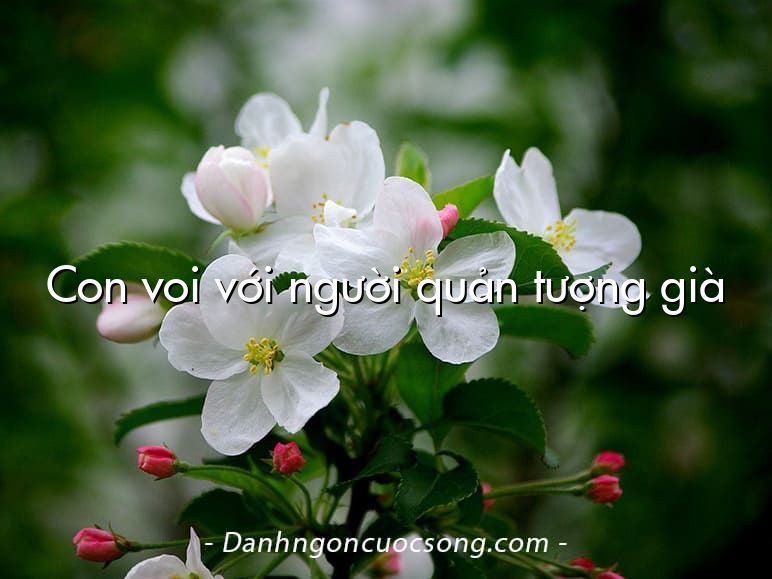 Con voi với người quản tượng già