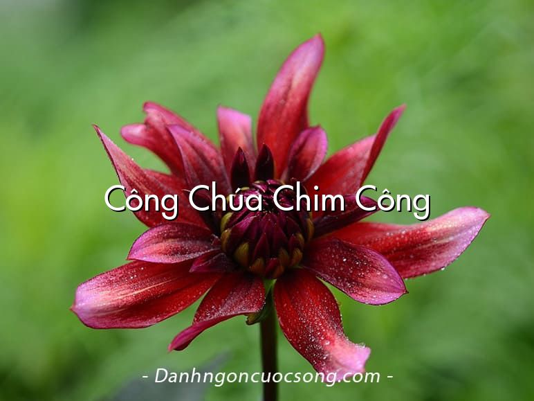 Công Chúa Chim Công