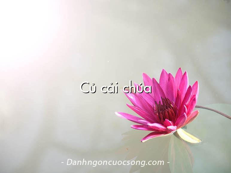 Củ cải chúa