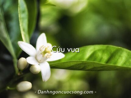 Cứu vua
