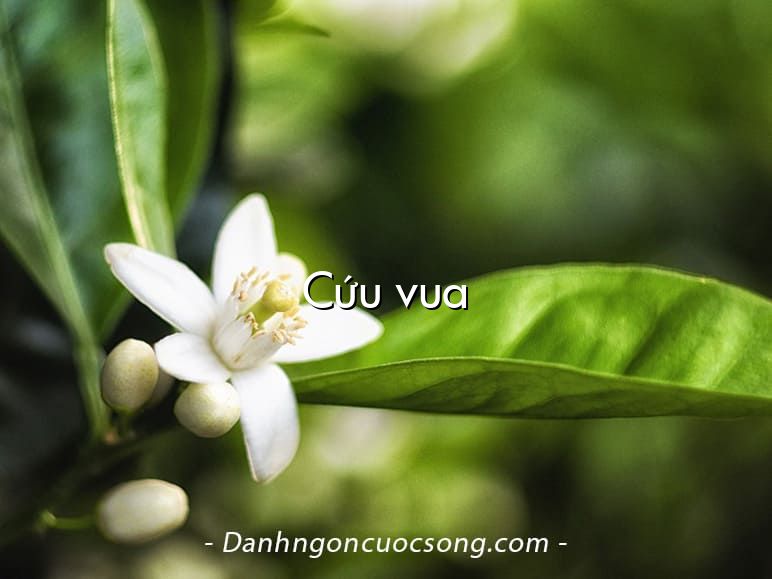Cứu vua