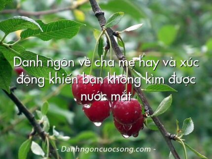 Danh ngôn về cha mẹ hay và xúc động khiến bạn không kìm được nước mắt