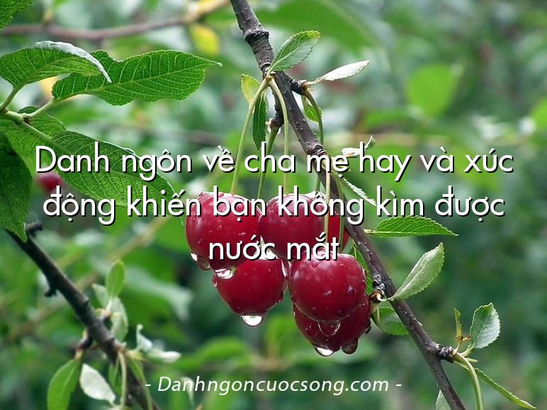 Danh ngôn về cha mẹ hay và xúc động khiến bạn không kìm được nước mắt