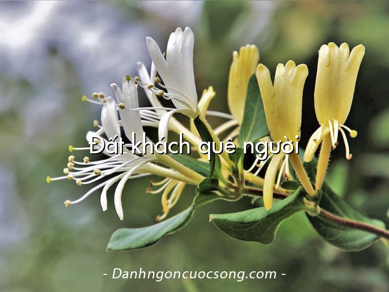 Đất khách quê người