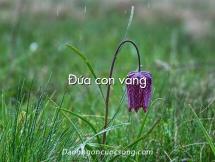 Đứa con vàng