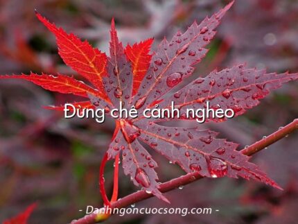Đừng chê cảnh nghèo