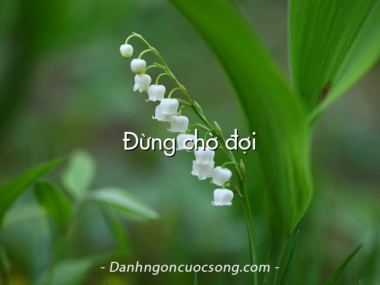 Đừng chờ đợi