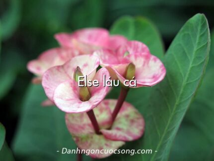 Else láu cá