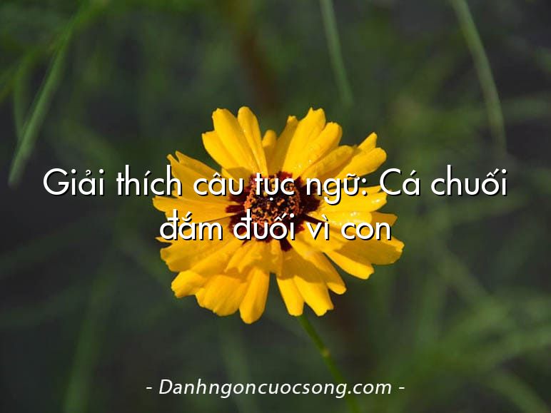 Giải thích câu tục ngữ: Cá chuối đắm đuối vì con