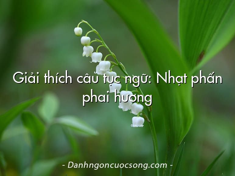 Giải thích câu tục ngữ: Nhạt phấn phai hương