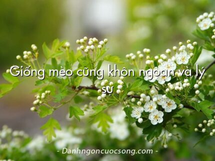 Giống mèo cũng khôn ngoan và lý sự