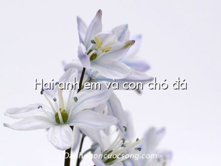 Hai anh em và con chó đá