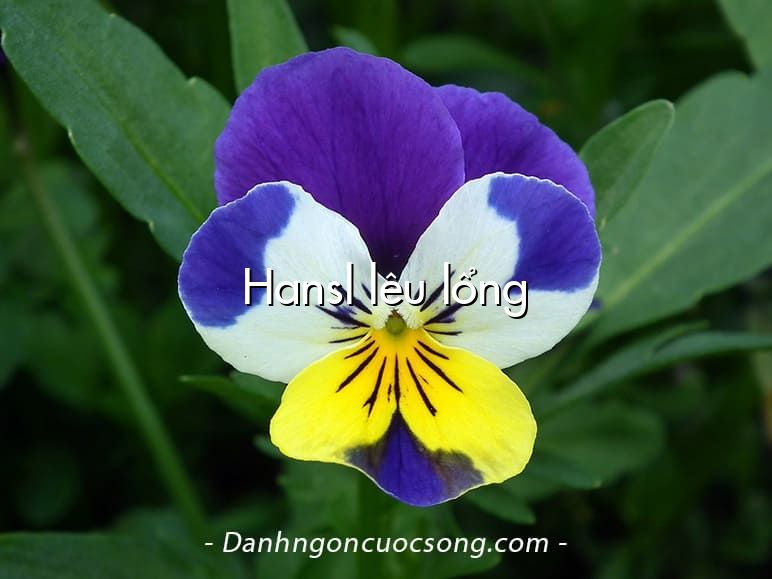 Hansl lêu lổng