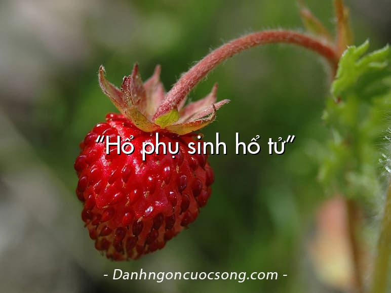 “Hổ phụ sinh hổ tử”