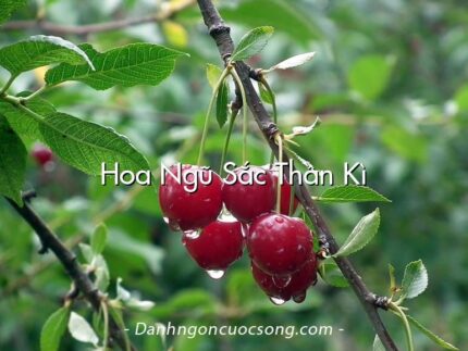 Hoa Ngũ Sắc Thần Kì
