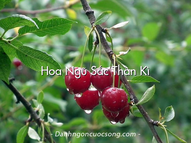 Hoa Ngũ Sắc Thần Kì