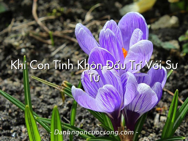 Khỉ Con Tinh Khôn Đấu Trí Với Sư Tử