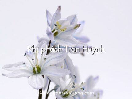 Khí phách Trần Huỳnh