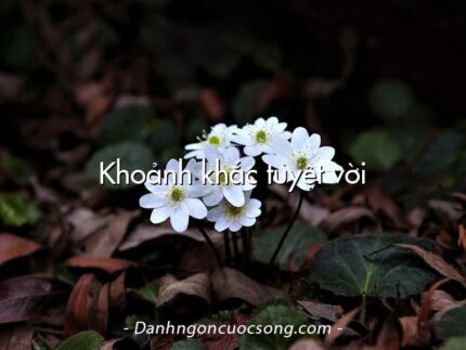 Khoảnh khắc tuyệt vời