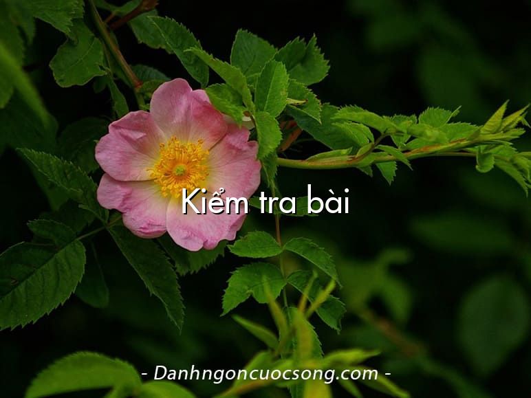 Kiểm tra bài