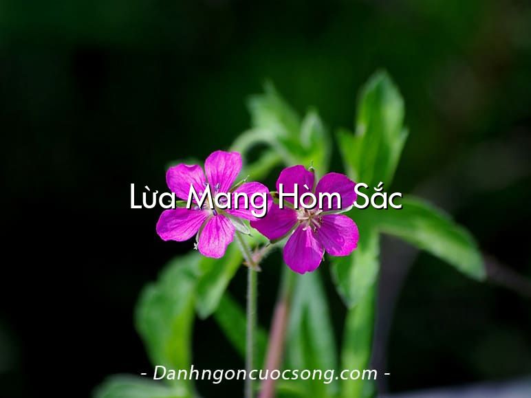 Lừa Mang Hòm Sắc