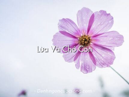 Lừa Và Chó Con
