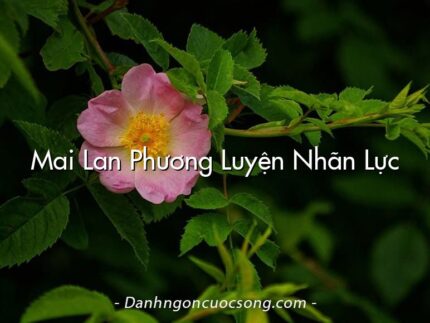 Mai Lan Phương Luyện Nhãn Lực