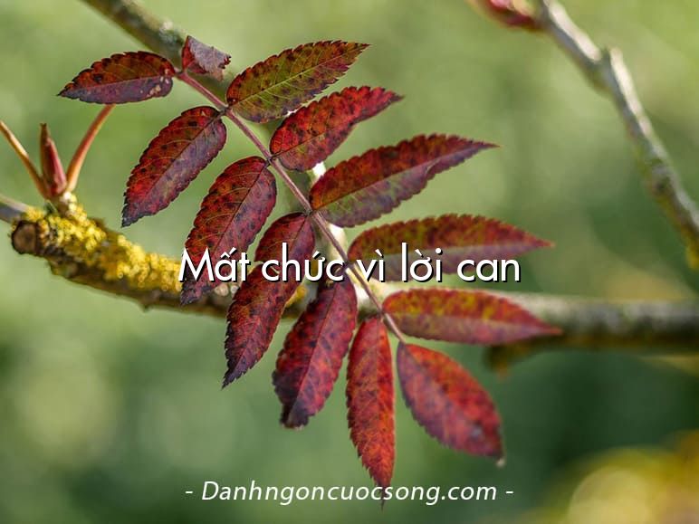 Mất chức vì lời can