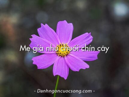 Mẹ già như chuối chín cây