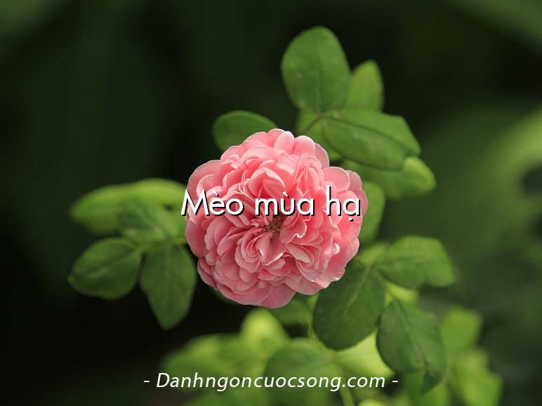 Mèo mùa hạ