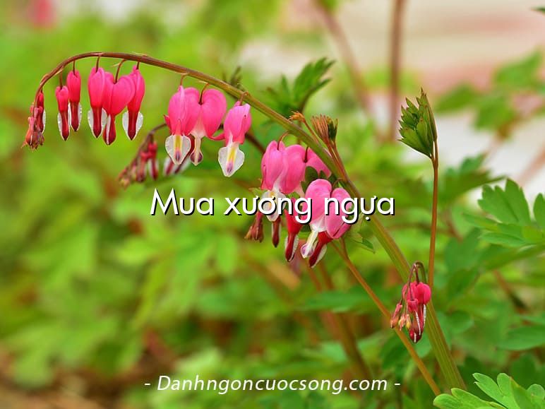 Mua xương ngựa