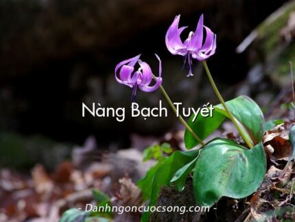 Nàng Bạch Tuyết