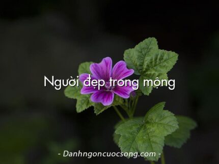 Người đẹp trong mộng