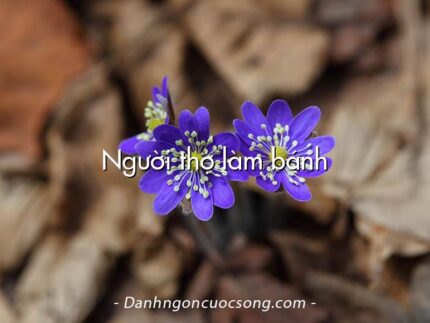 Người thợ làm bánh