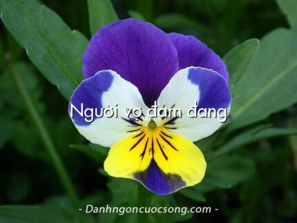 Người vợ đảm đang