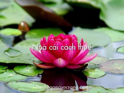 Nhà cải cách thuế