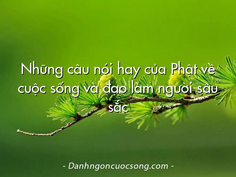 Những câu nói hay của Phật về cuộc sống và đạo làm người sâu sắc