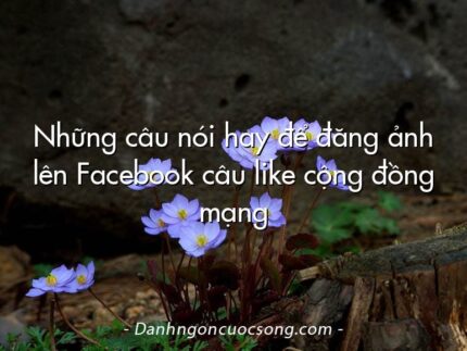 Những câu nói hay để đăng ảnh lên Facebook câu like cộng đồng mạng