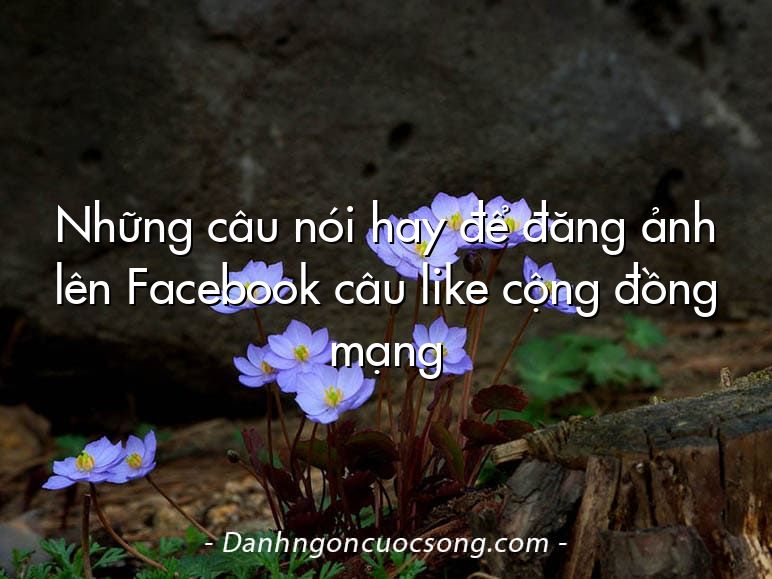 Những câu nói hay để đăng ảnh lên Facebook câu like cộng đồng mạng