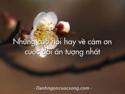Những câu nói hay về cảm ơn cuộc đời ấn tượng nhất