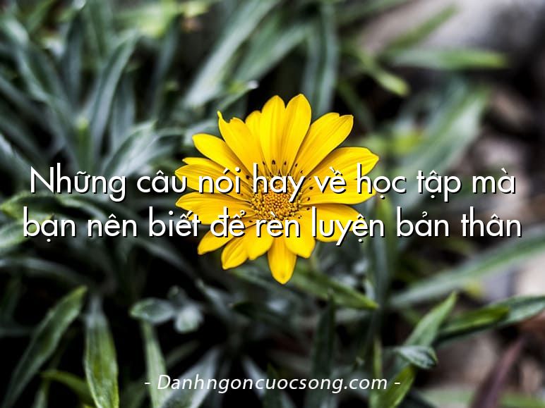 Những câu nói hay về học tập mà bạn nên biết để rèn luyện bản thân