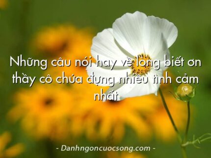 Những câu nói hay về lòng biết ơn thầy cô chứa đựng nhiều tình cảm nhất