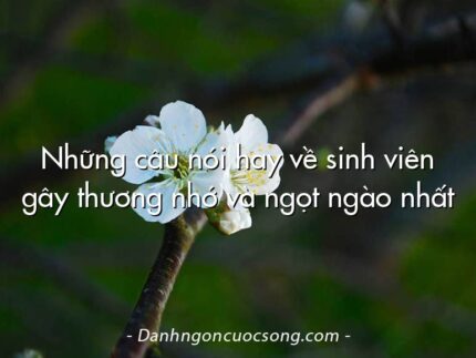 Những câu nói hay về sinh viên gây thương nhớ và ngọt ngào nhất