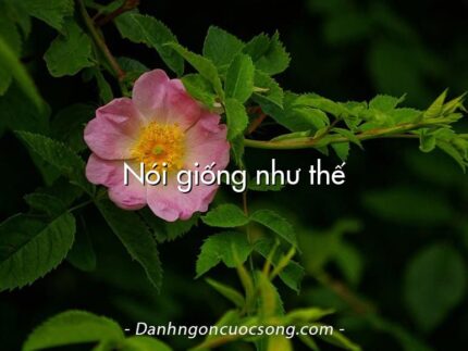 Nói giống như thế