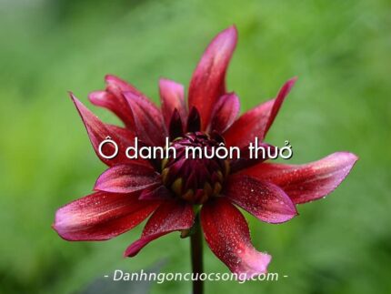 Ô danh muôn thuở