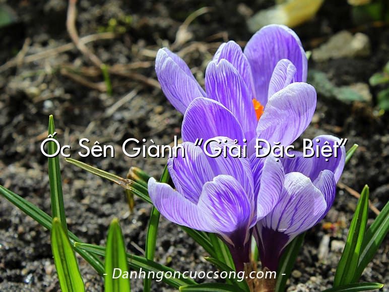 Ốc Sên Giành “Giải Đặc Biệt”