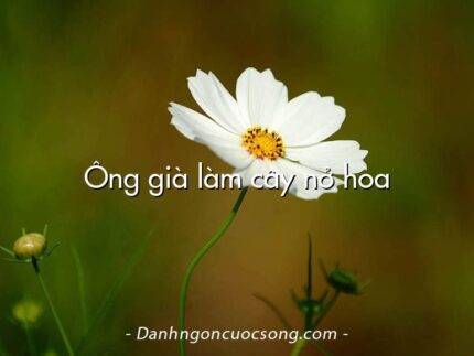 Ông già làm cây nở hoa