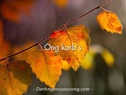 Ông korb’s