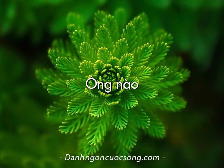 Ông nào