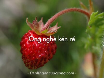 Ông nghè kén rể